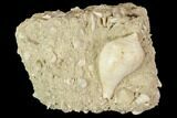 Eocene Fossil Gastropod (Sycostoma) - Damery, France #103864-1